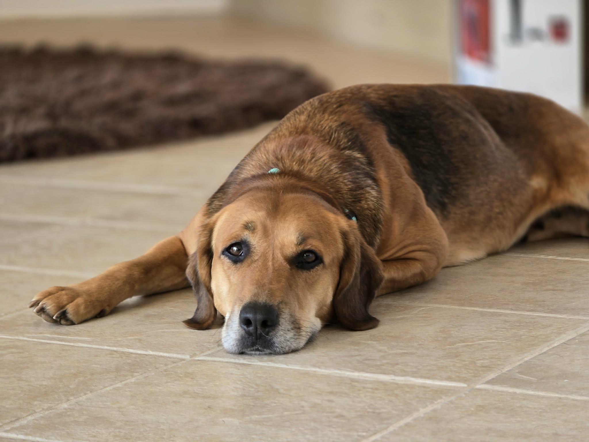 Enlarge Rose & Tulip (Bonded Seniors), a Adoptable mixed breed in Bishop, GA image 5/6