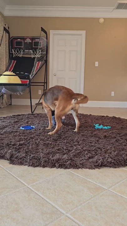 Enlarge Rose & Tulip (Bonded Seniors), a Adoptable mixed breed in Bishop, GA video 6/6