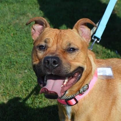 Remi, a Adoptable mixed breed in Elk Grove Village, IL image 2/5