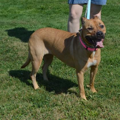 Remi, a Adoptable mixed breed in Elk Grove Village, IL image 4/5