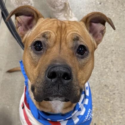 Remi, a Adoptable mixed breed in Elk Grove Village, IL image 5/5