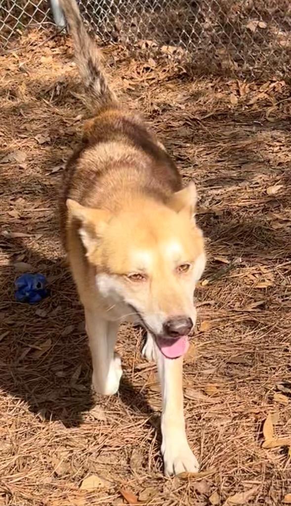 Enlarge Furgie, a Adoptable mixed breed in Little Rock, AR image 1/2