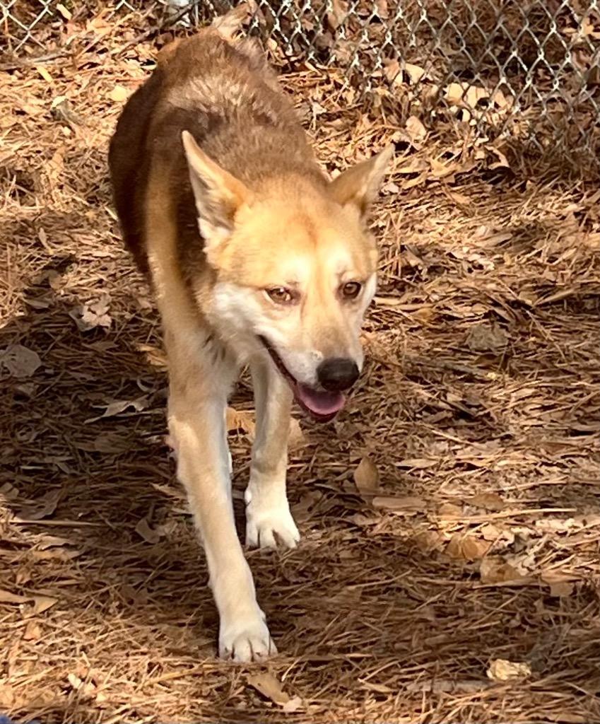 Enlarge Furgie, a Adoptable mixed breed in Little Rock, AR image 2/2