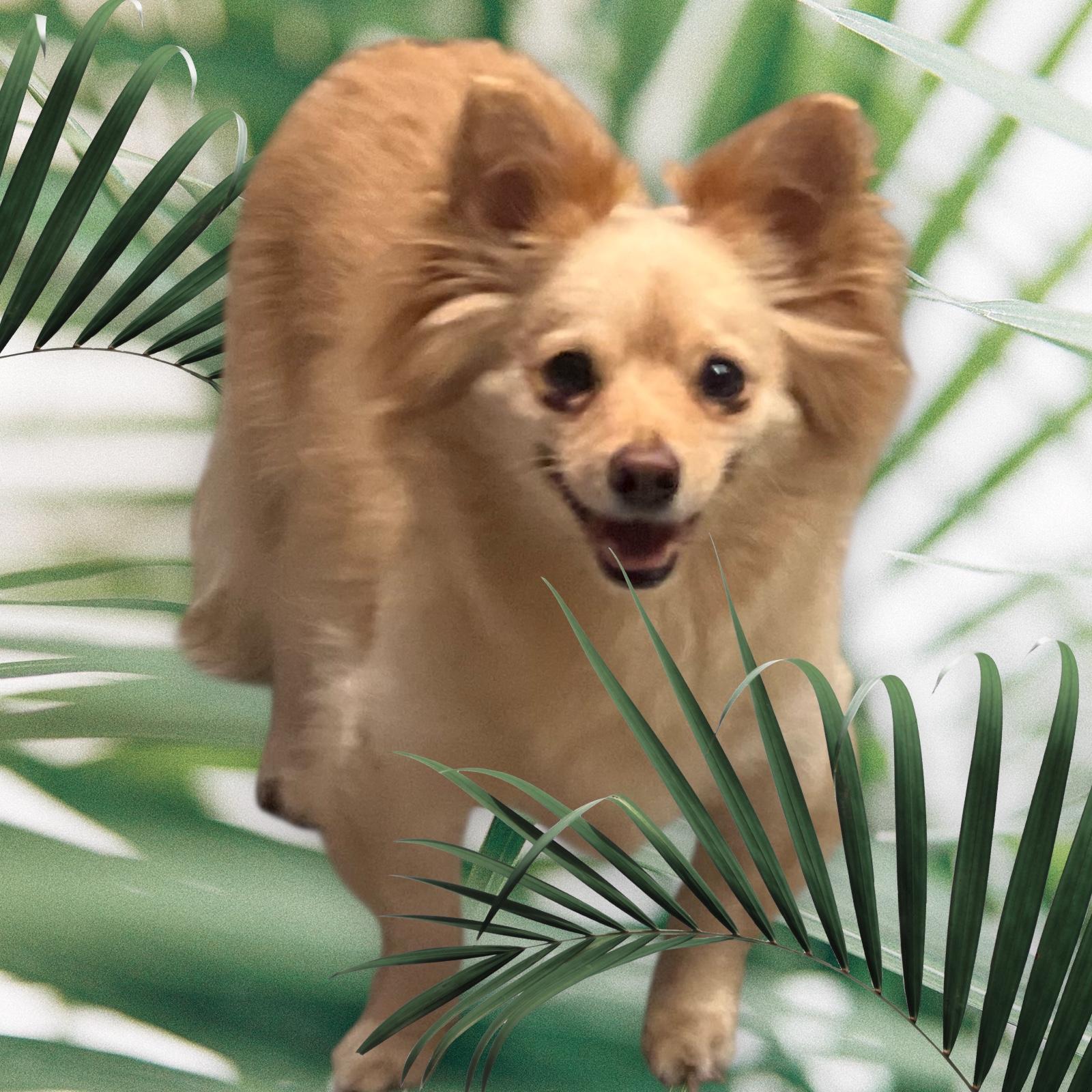 Loki, Adoptable, Young Male Pomeranian.