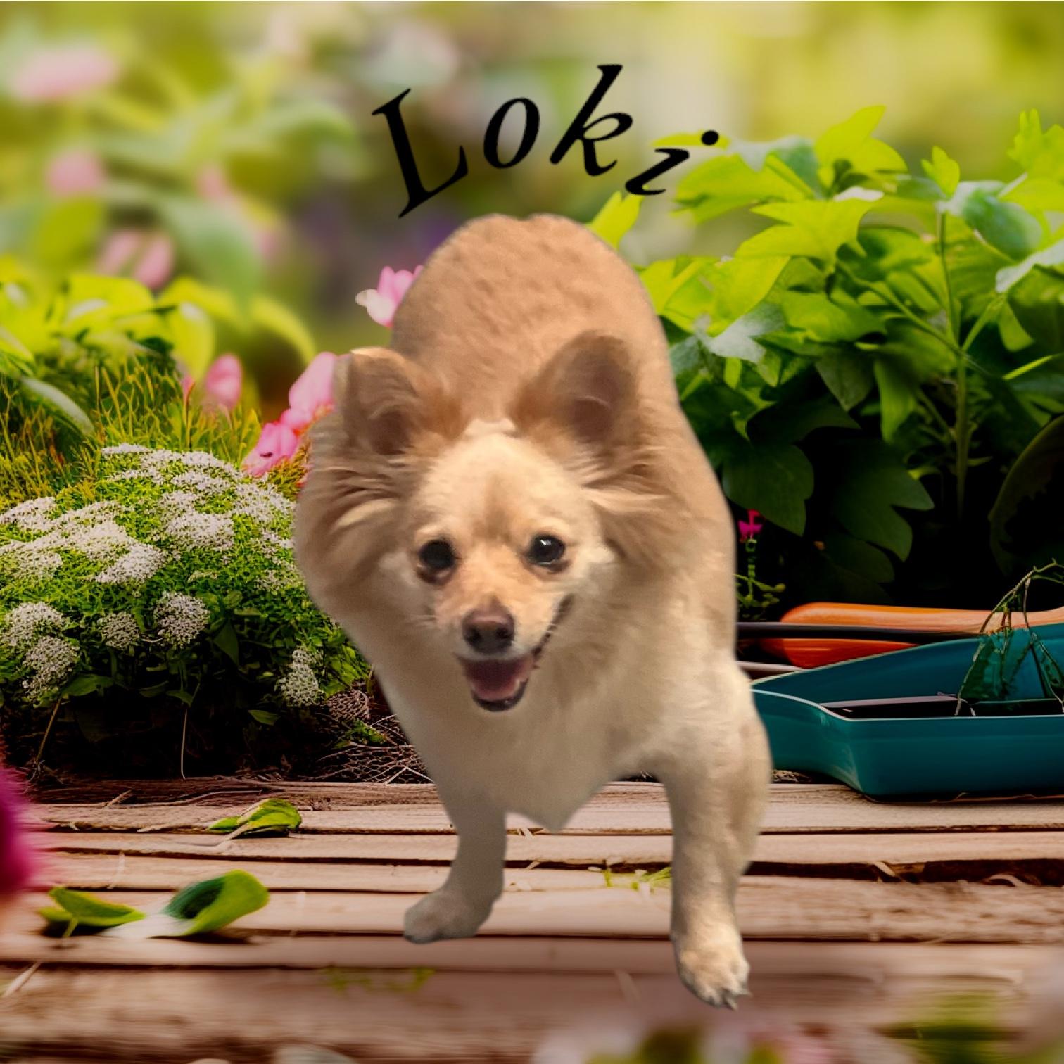 Loki, an adoptable Pomeranian in Anchorage, AK, 99507 | Photo Image 2