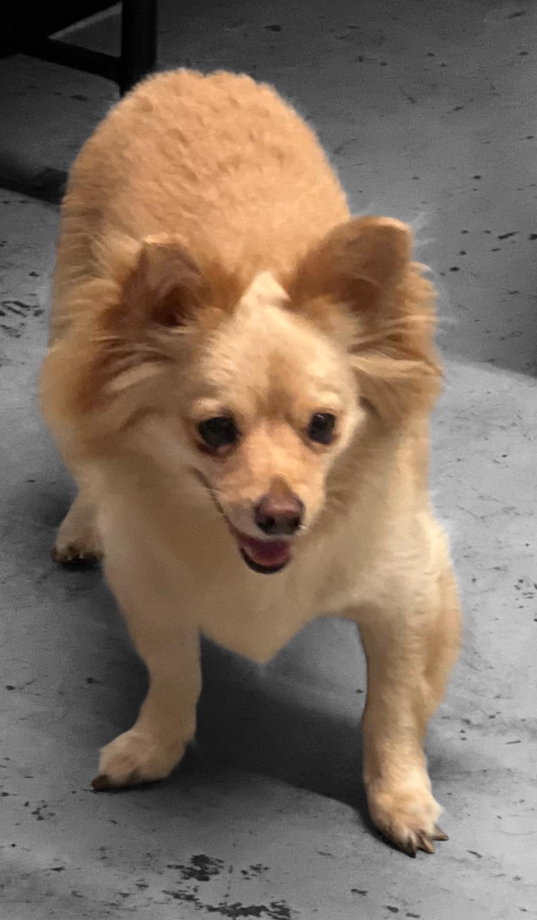 Loki, an adoptable Pomeranian in Anchorage, AK, 99507 | Photo Image 1