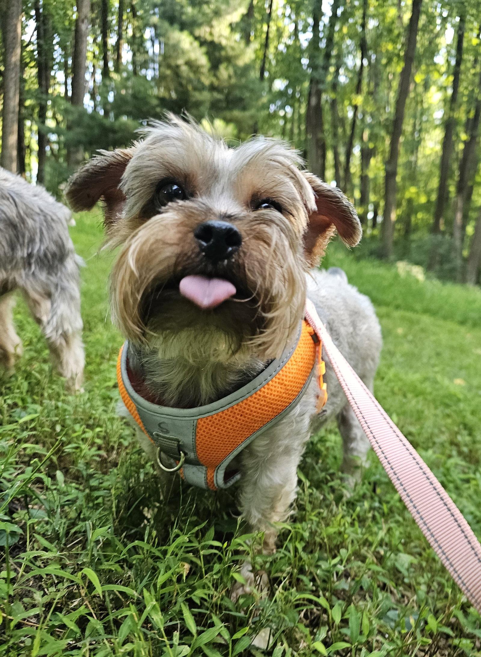 Jiggy and Joe, Adoptable, Adult Male Yorkshire Terrier.