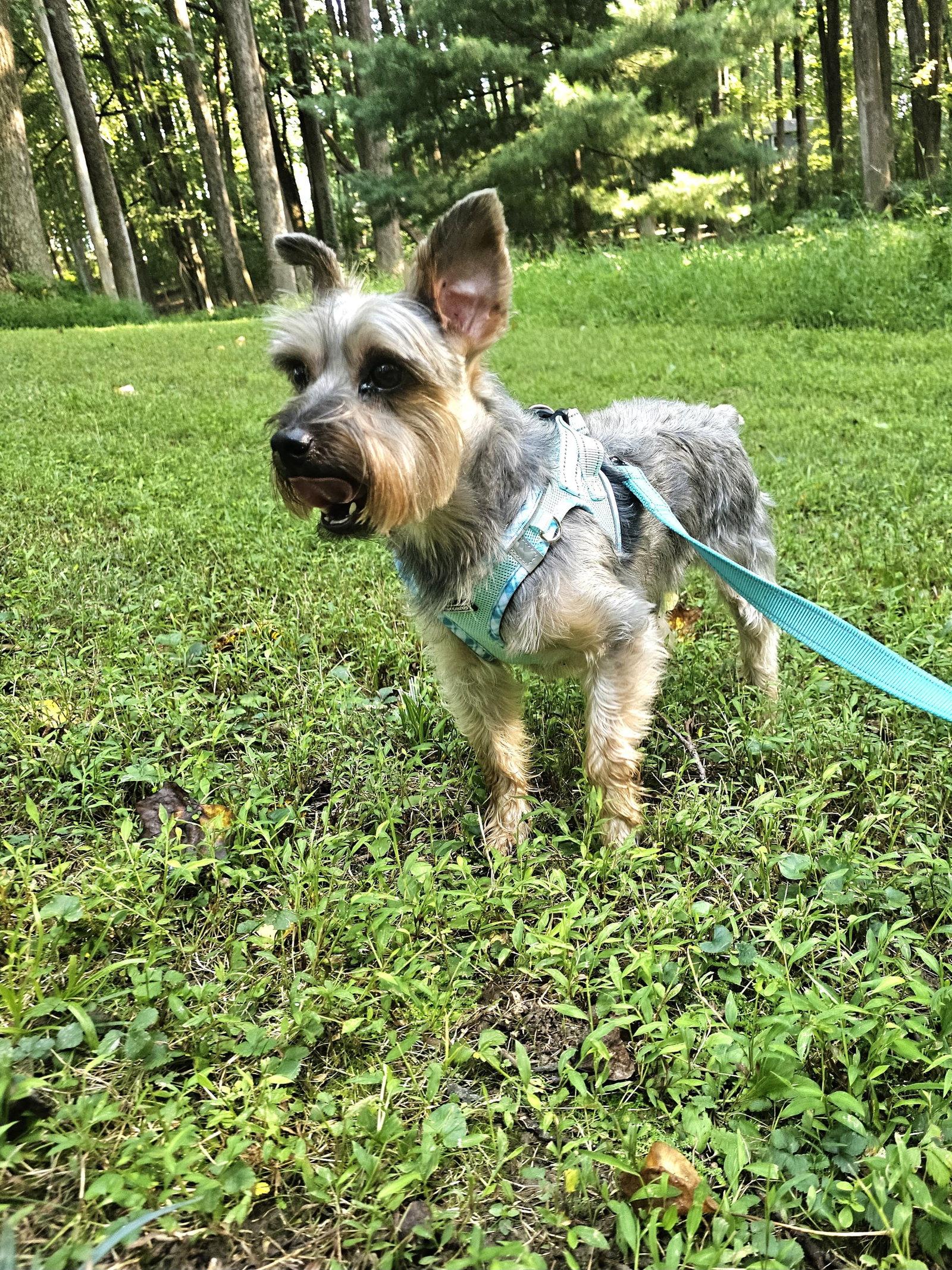 Enlarge Jiggy and Joe, a Adoptable Yorkshire Terrier in Columbia, MD image 2/3