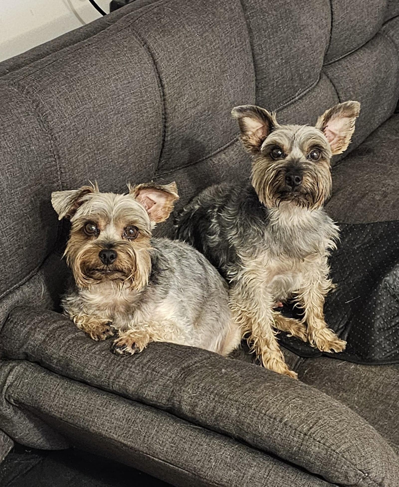 Enlarge Jiggy and Joe, a Adoptable Yorkshire Terrier in Columbia, MD image 3/3