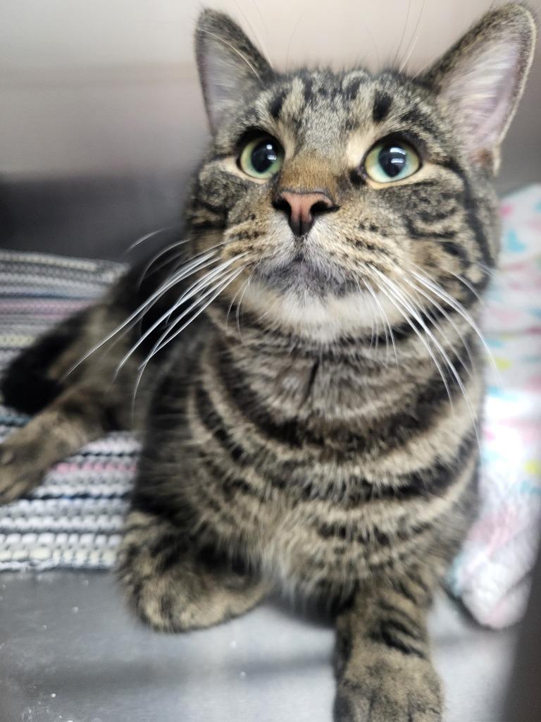 Silas, Adopted, Adult Male Domestic Short Hair.