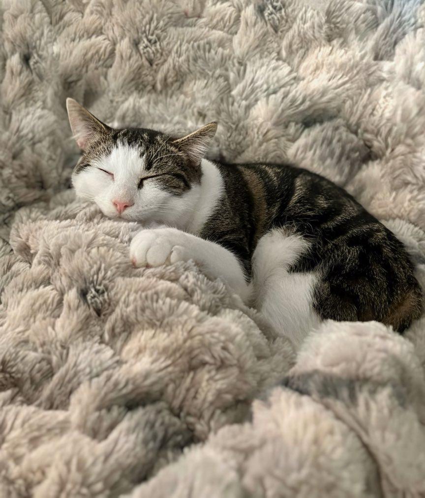 Enlarge Liam, a Adoptable Domestic Short Hair in Reading, PA image 1/1