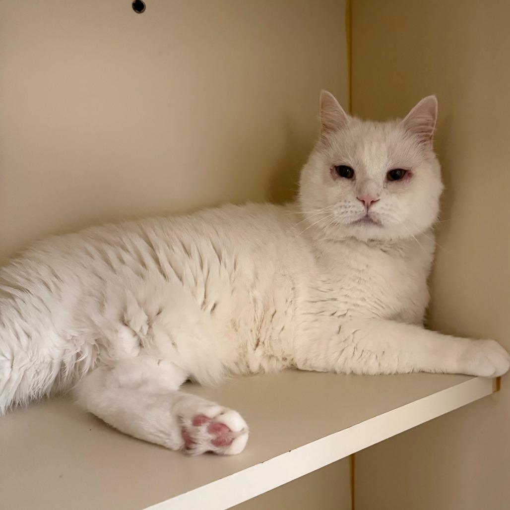 Enlarge Silas, a Adoptable Domestic Short Hair in Concord, NH image 1/1