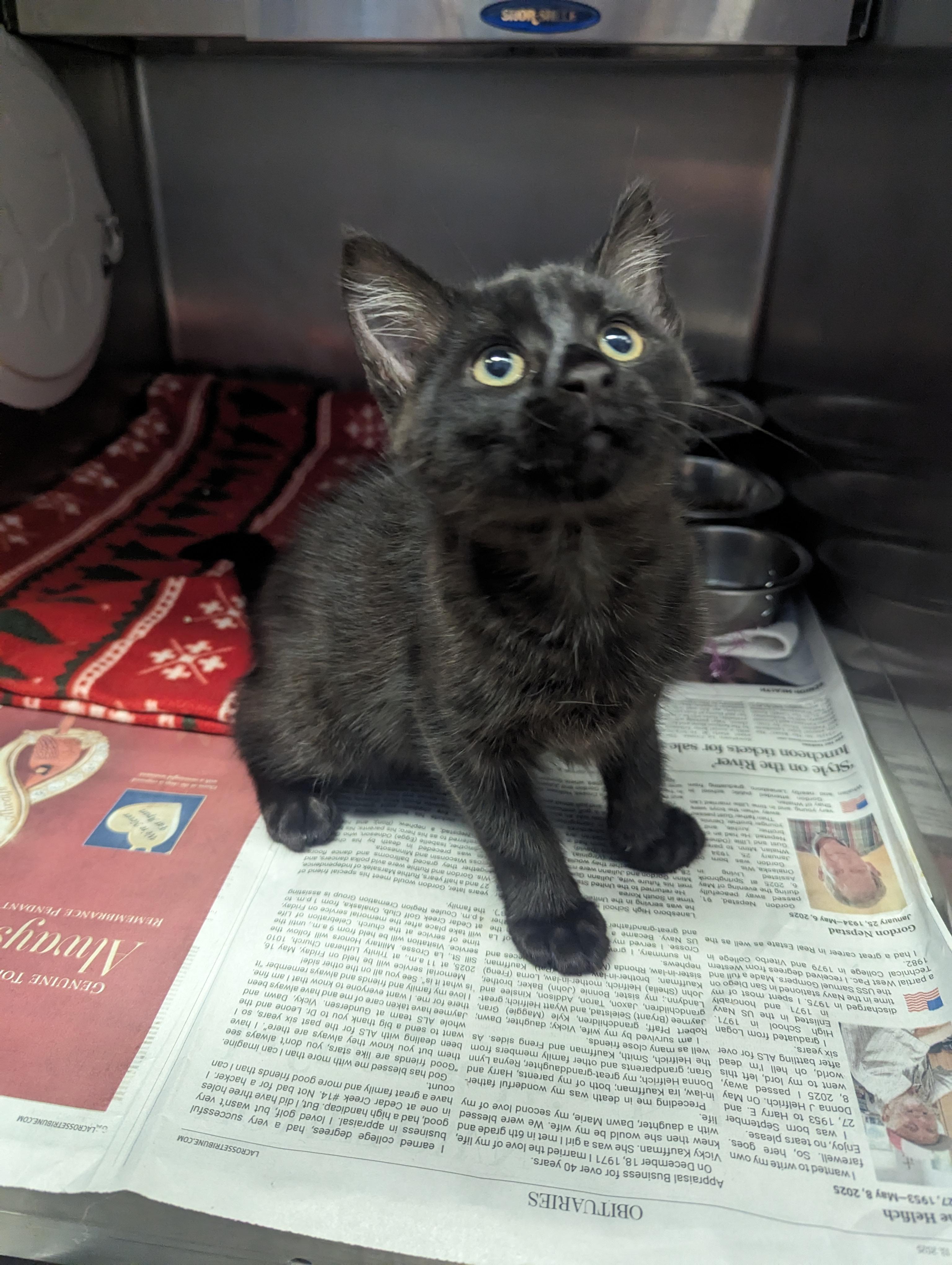 Skyrim, Baby Male Domestic Short Hair