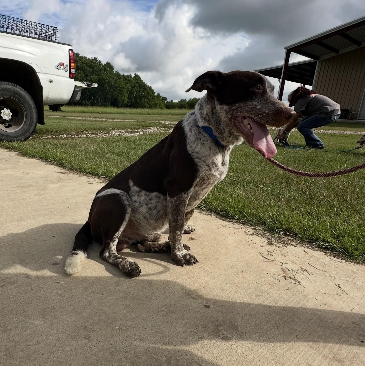 Enlarge Cowboy, a Adoptable mixed breed in Austin, TX image 2/3