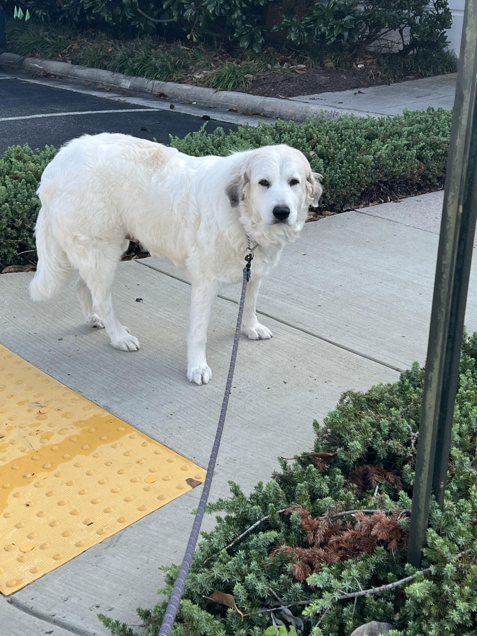 Enlarge Bunny, a Adoptable Great Pyrenees in Chambersburg, PA image 1/3