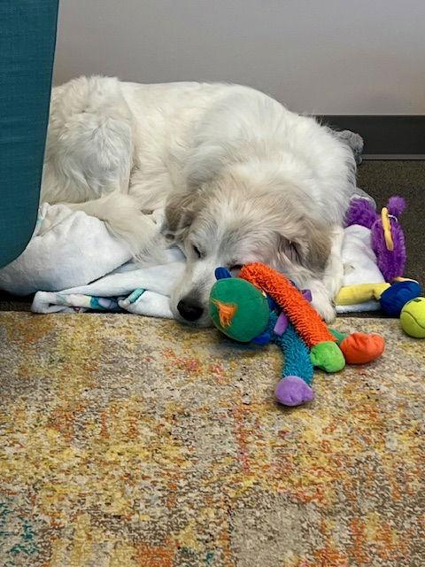 Enlarge Bunny, a Adoptable Great Pyrenees in Chambersburg, PA image 2/3