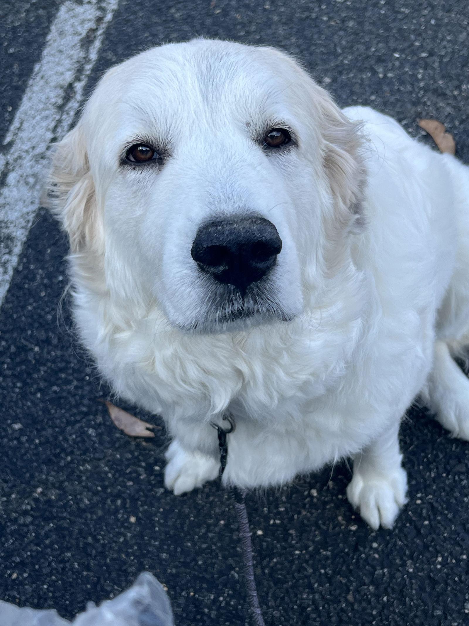 Enlarge Bunny, a Adoptable Great Pyrenees in Chambersburg, PA image 3/3