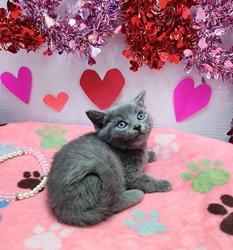 Rubber Ducky, Adoptable, Kitten Male Domestic Short Hair.