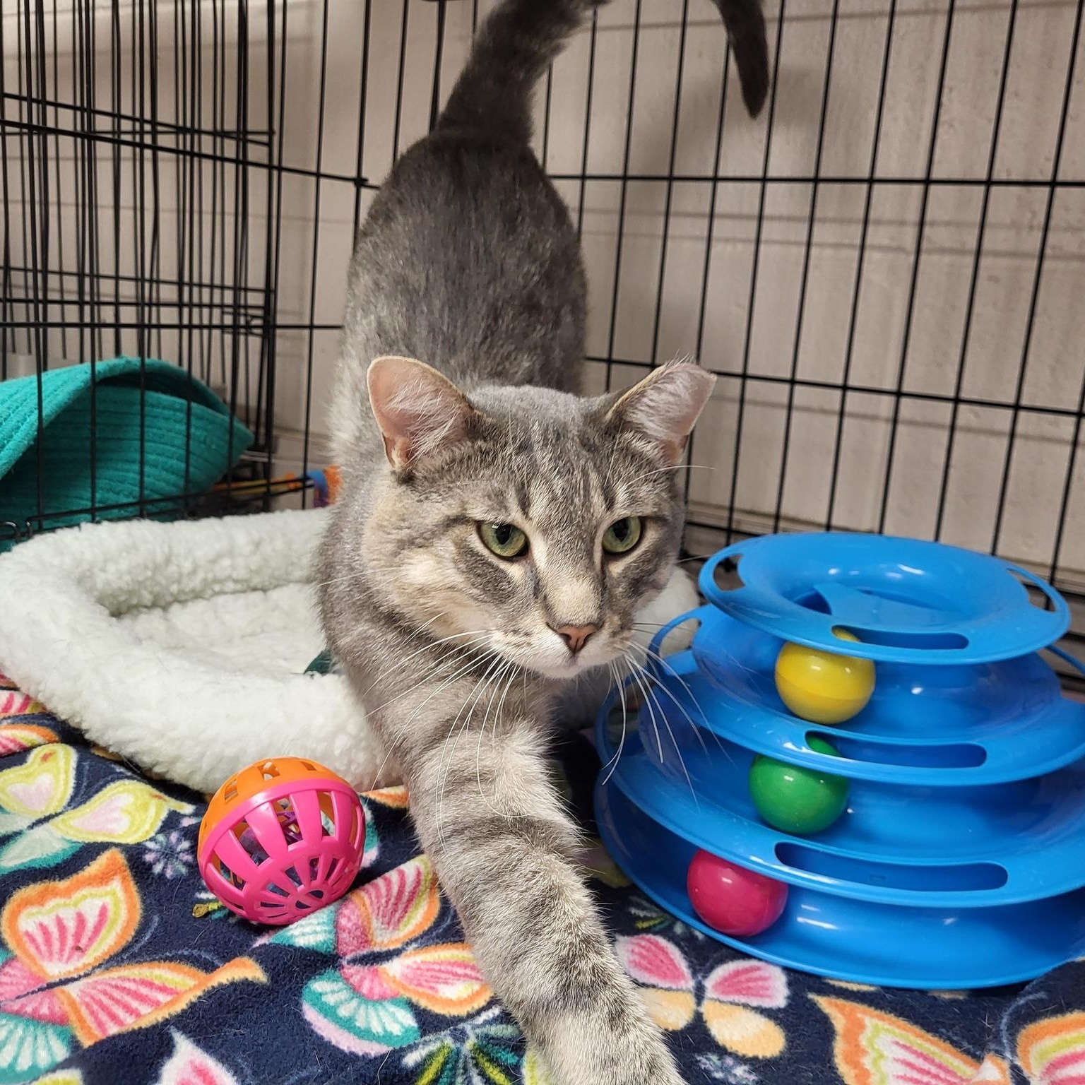 Enlarge Larry, a ADOPTABLE Domestic Short Hair in Chilton, WI image 1/5