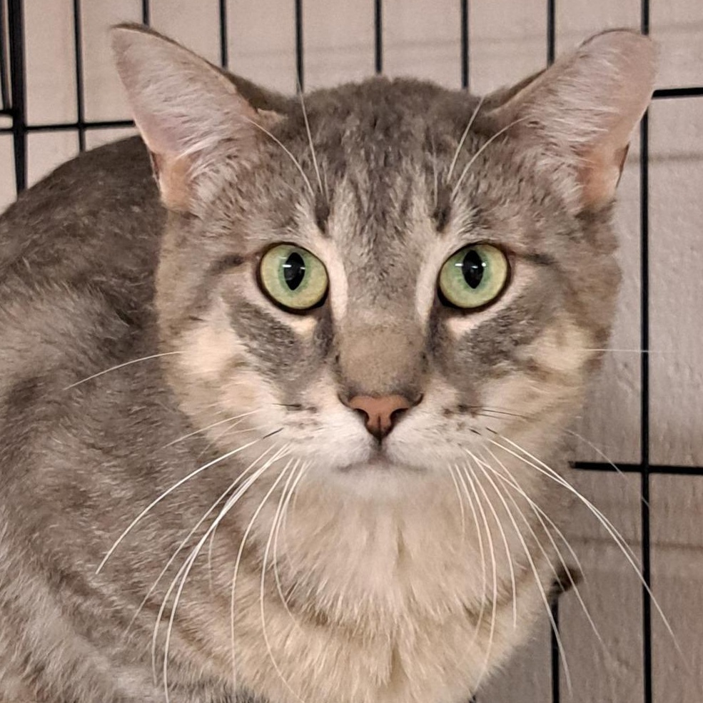Enlarge Larry, a ADOPTABLE Domestic Short Hair in Chilton, WI image 3/5