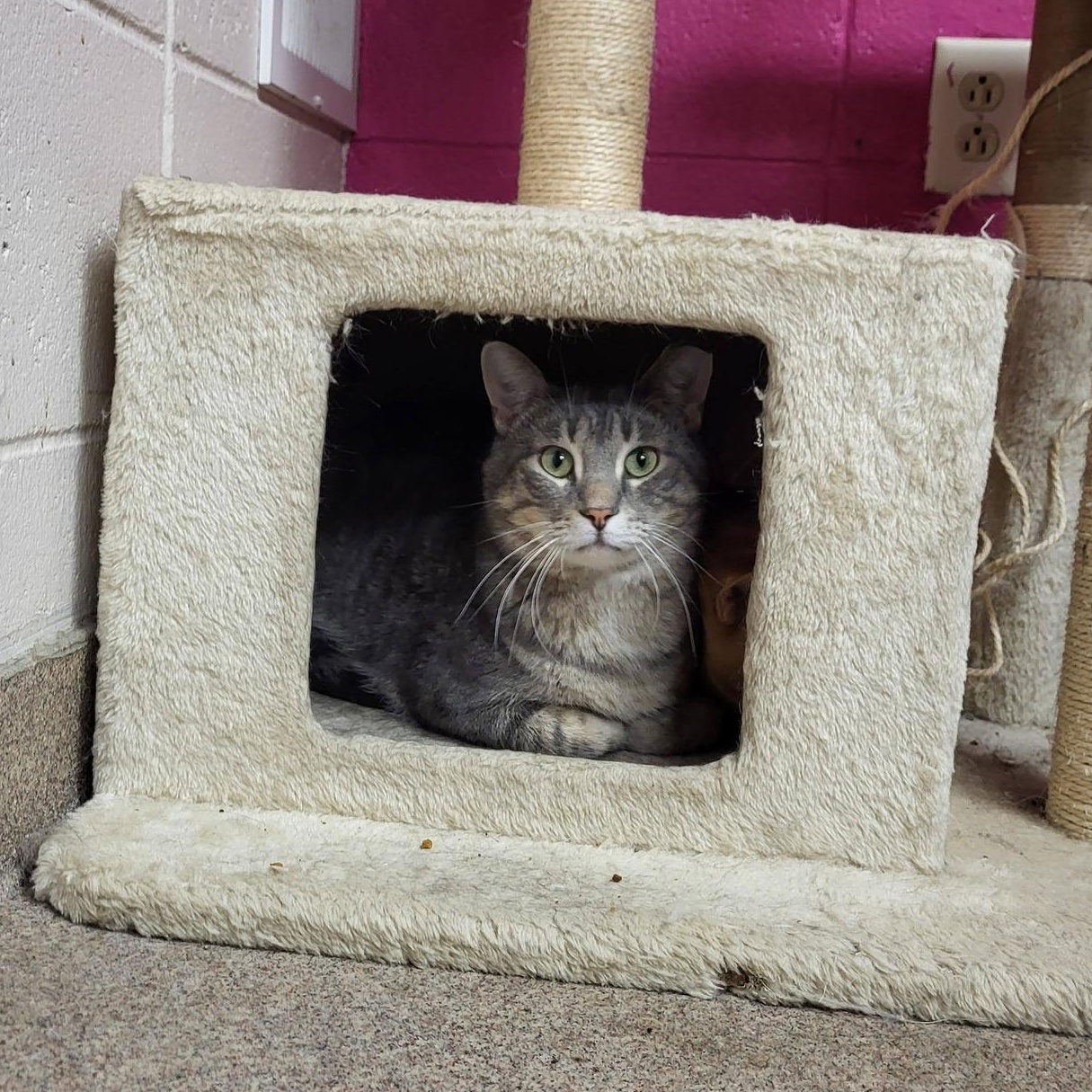 Enlarge Larry, a ADOPTABLE Domestic Short Hair in Chilton, WI image 2/5