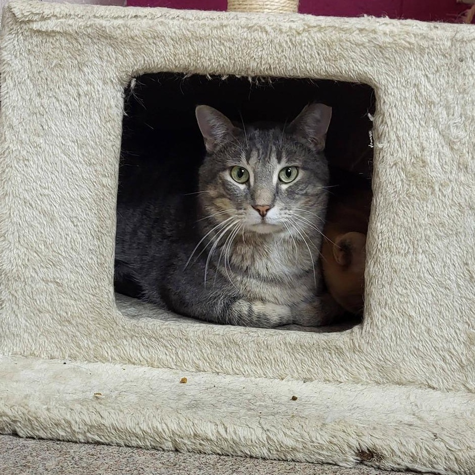 Enlarge Larry, a ADOPTABLE Domestic Short Hair in Chilton, WI image 4/5