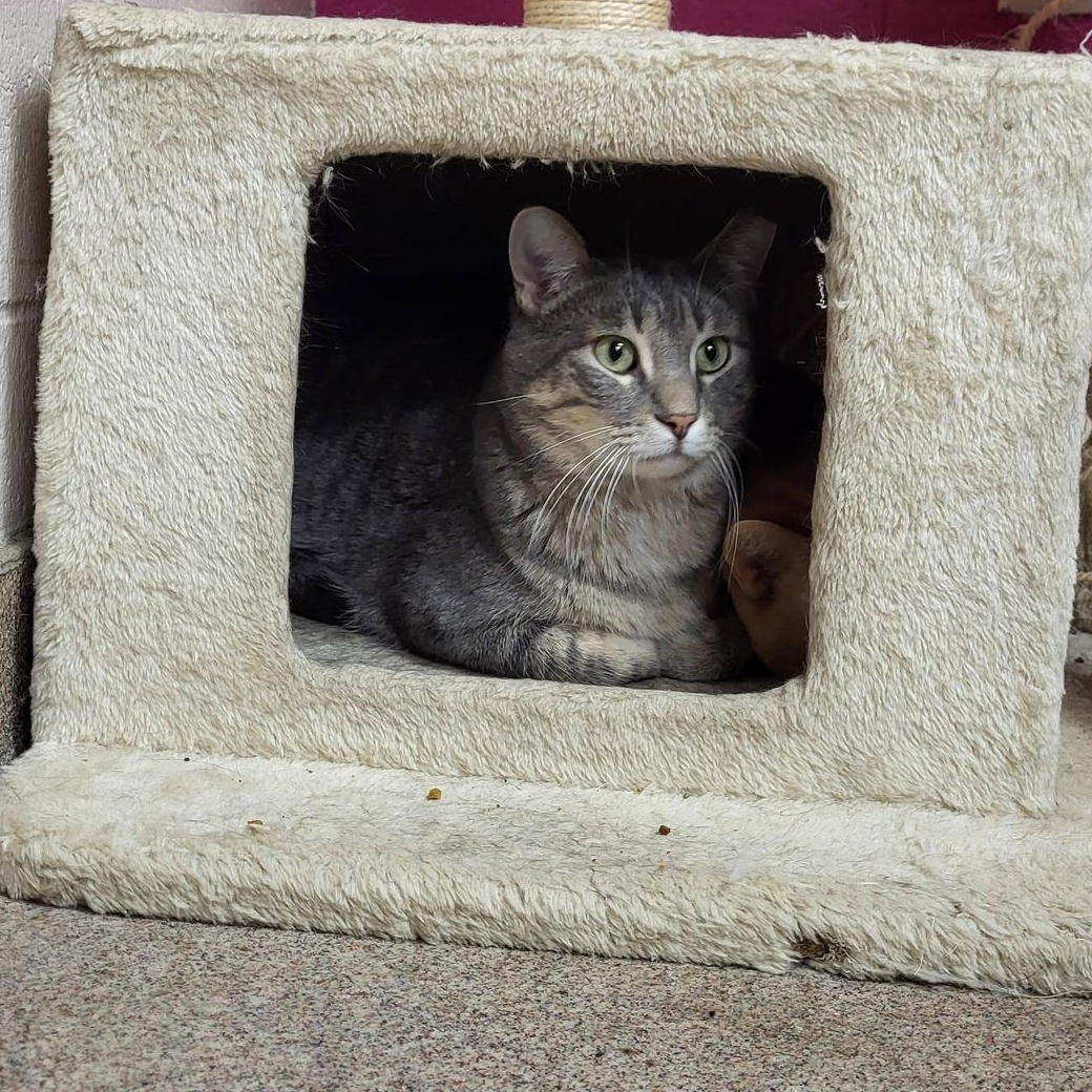 Enlarge Larry, a ADOPTABLE Domestic Short Hair in Chilton, WI image 5/5