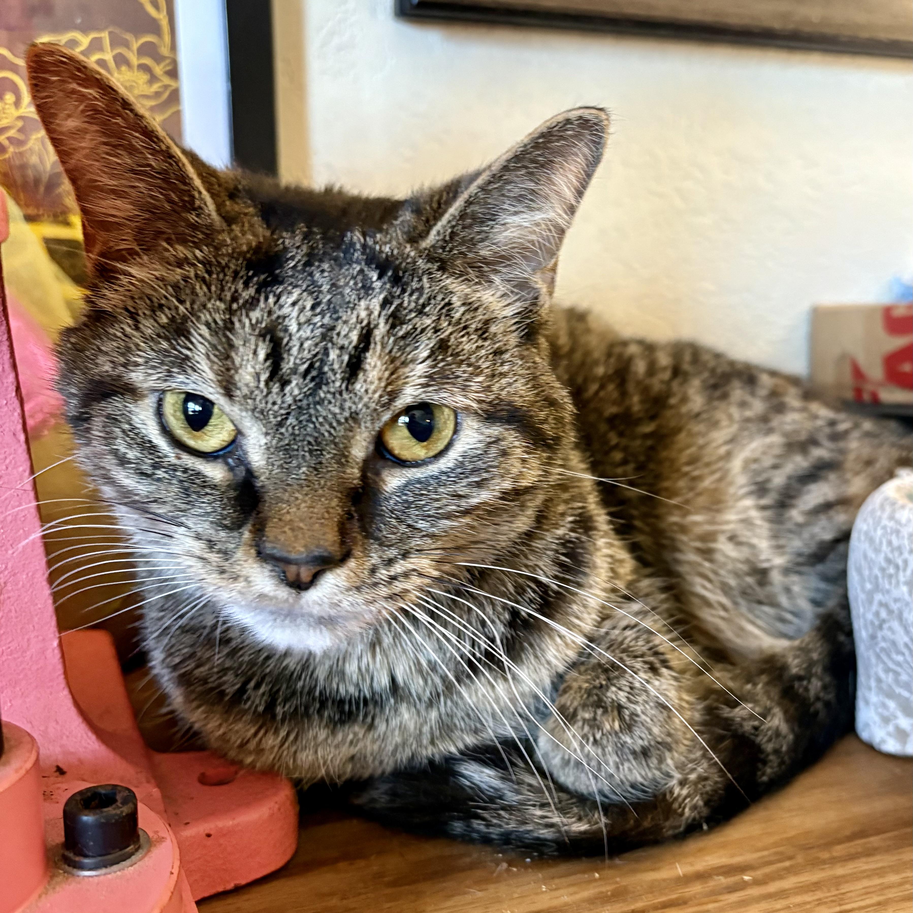 Enlarge Ellery, a Adoptable Domestic Short Hair in Akron, OH image 2/3