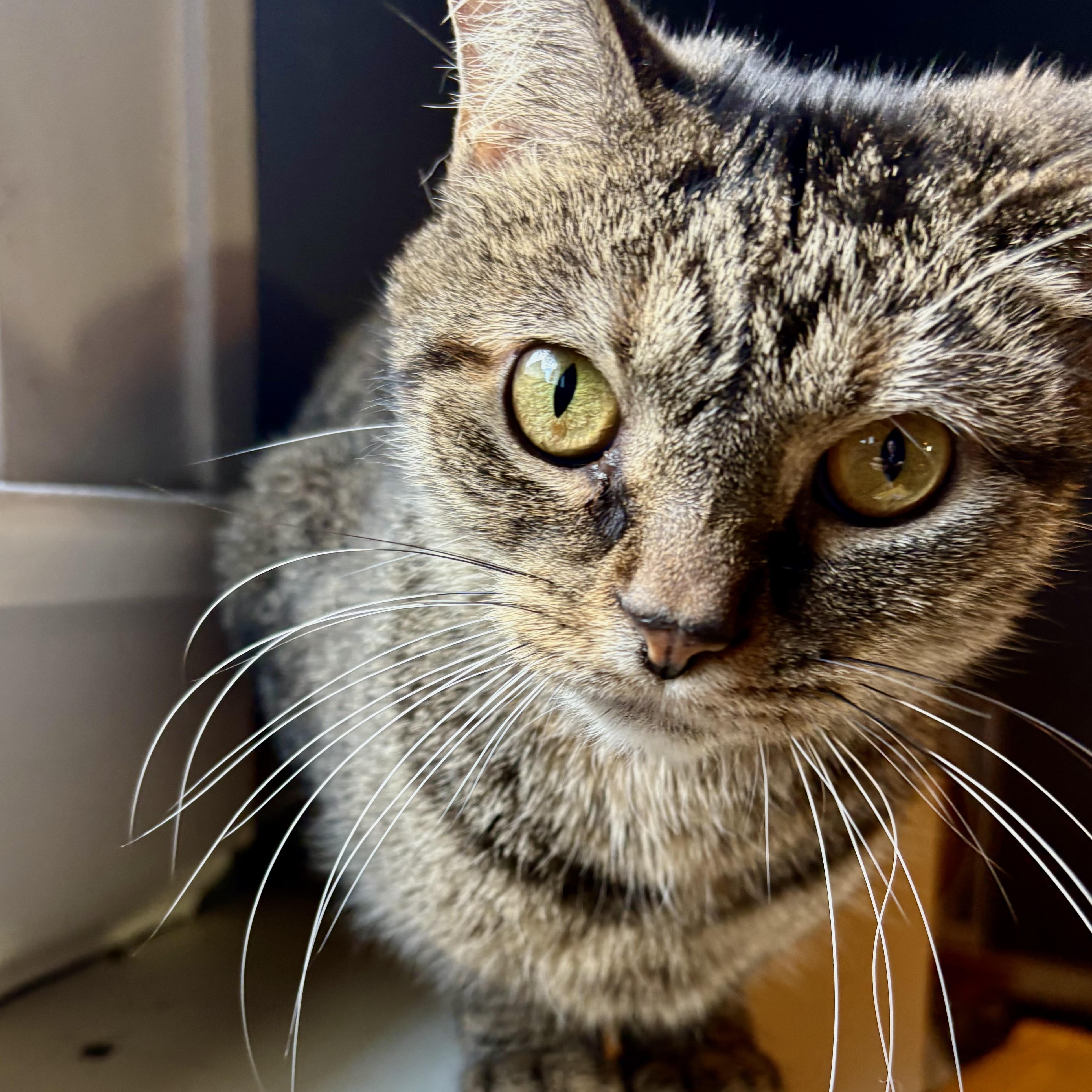Enlarge Ellery, a Adoptable Domestic Short Hair in Akron, OH image 1/3