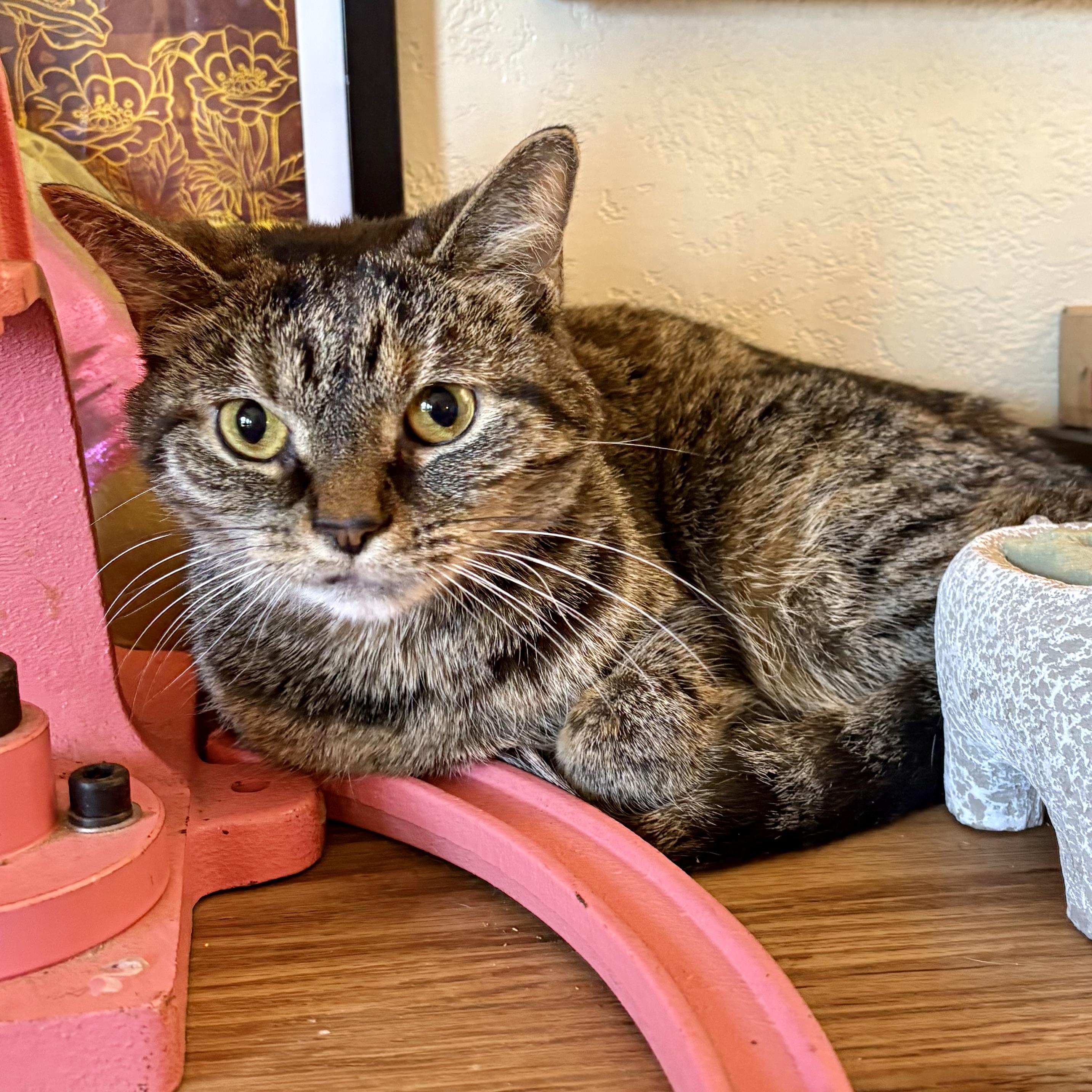 Enlarge Ellery, a Adoptable Domestic Short Hair in Akron, OH image 3/3