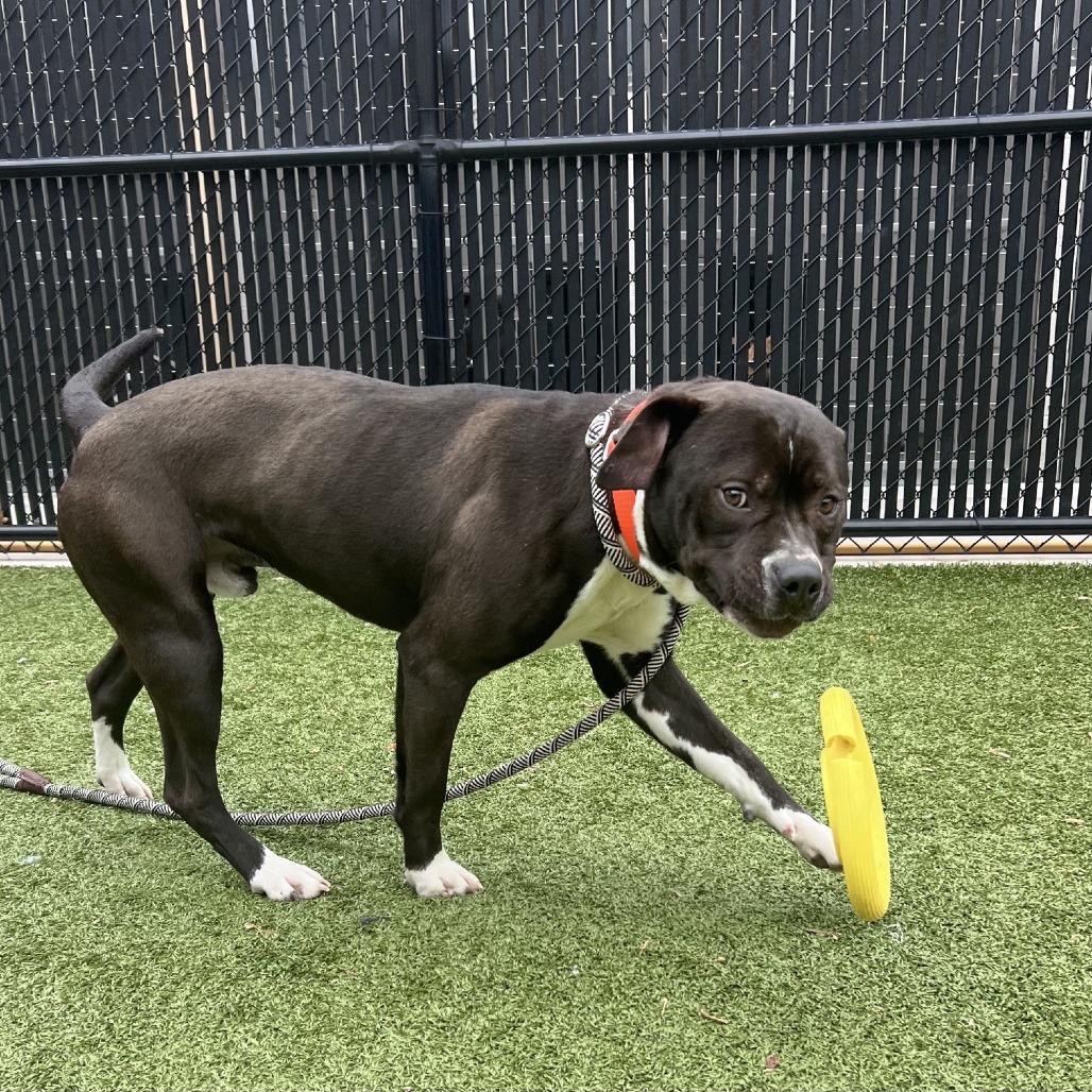 Enlarge Wilco, a Adoptable Pit Bull Terrier in Greensboro, NC image 1/6