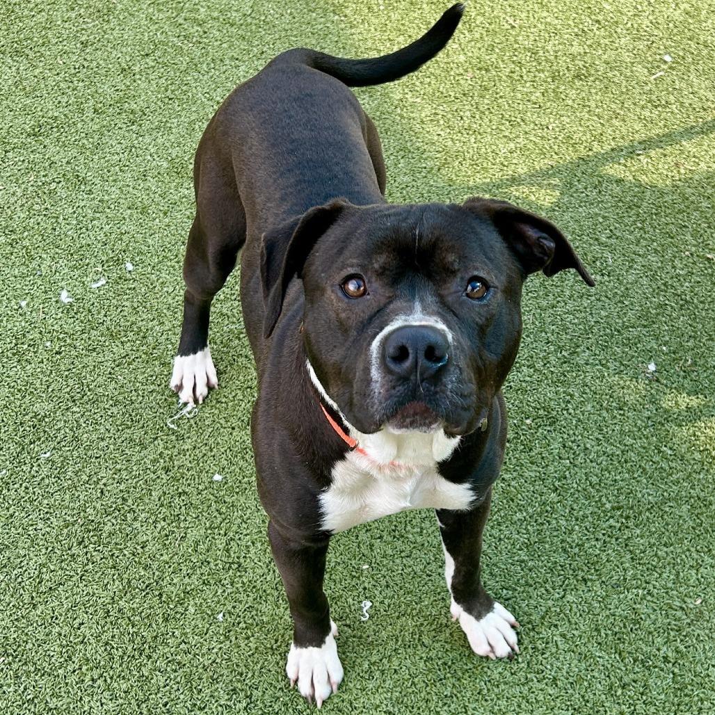 Enlarge Wilco, a Adoptable Pit Bull Terrier in Greensboro, NC image 2/6