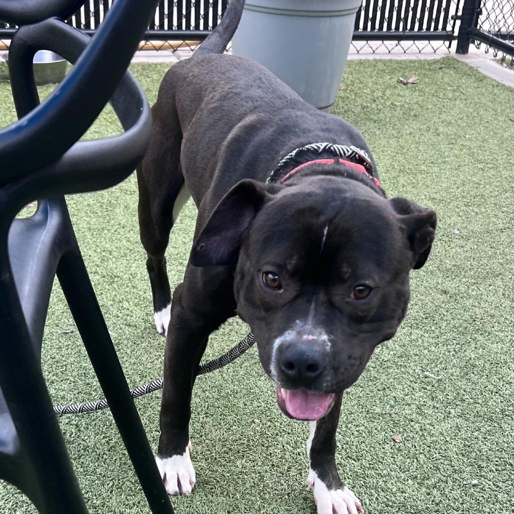 Enlarge Wilco, a Adoptable Pit Bull Terrier in Greensboro, NC image 3/6