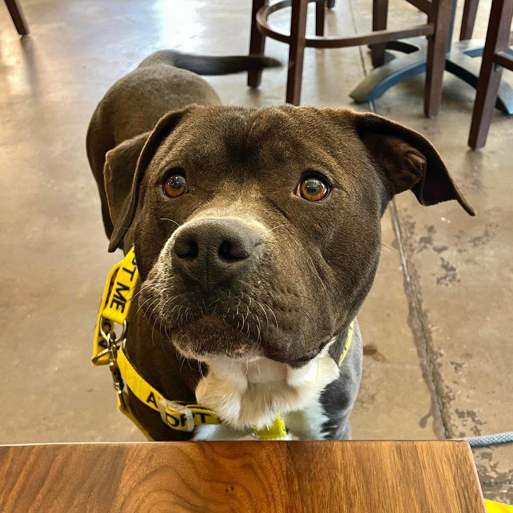 Enlarge Wilco, a Adoptable Pit Bull Terrier in Greensboro, NC image 4/6