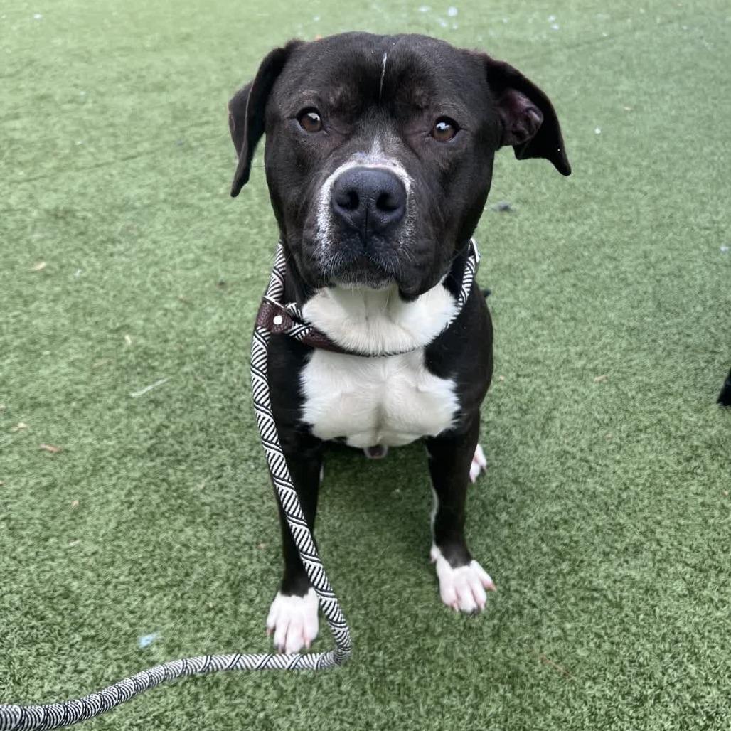 Enlarge Wilco, a Adoptable Pit Bull Terrier in Greensboro, NC image 5/6