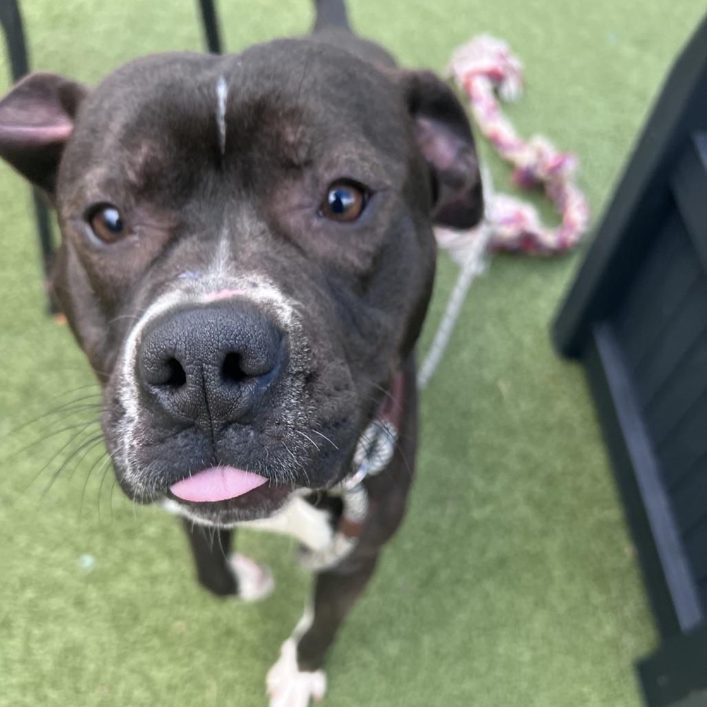 Enlarge Wilco, a Adoptable Pit Bull Terrier in Greensboro, NC image 6/6