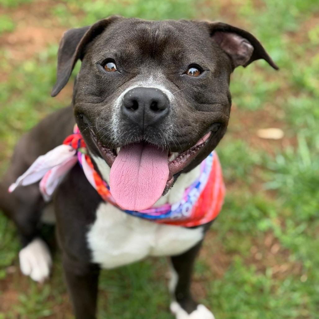 Enlarge Wilco, a Adoptable Pit Bull Terrier in Greensboro, NC image 6/6