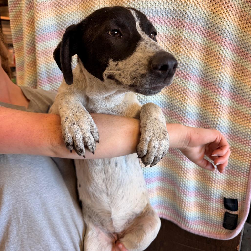 Buttercup, Adoptable, Puppy Female Mixed Breed.