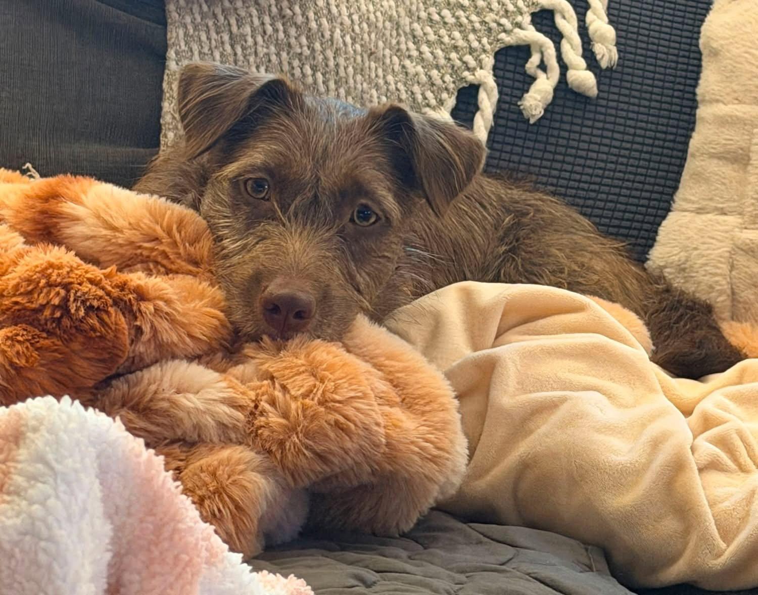 Brownie, a Adopted mixed breed in Brooklyn Center, MN image 1/3