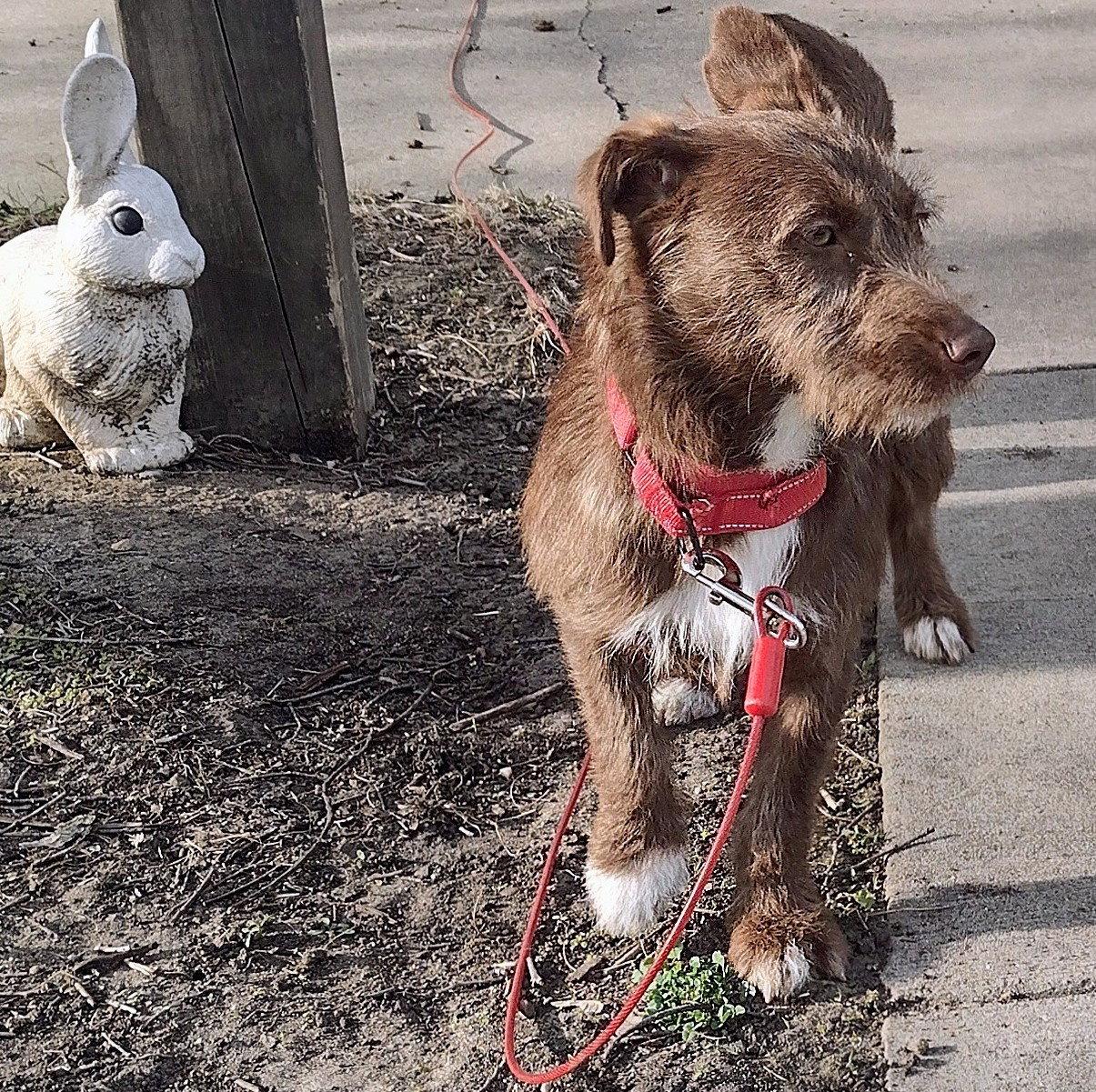 Brownie, a Adopted mixed breed in Brooklyn Center, MN image 2/3