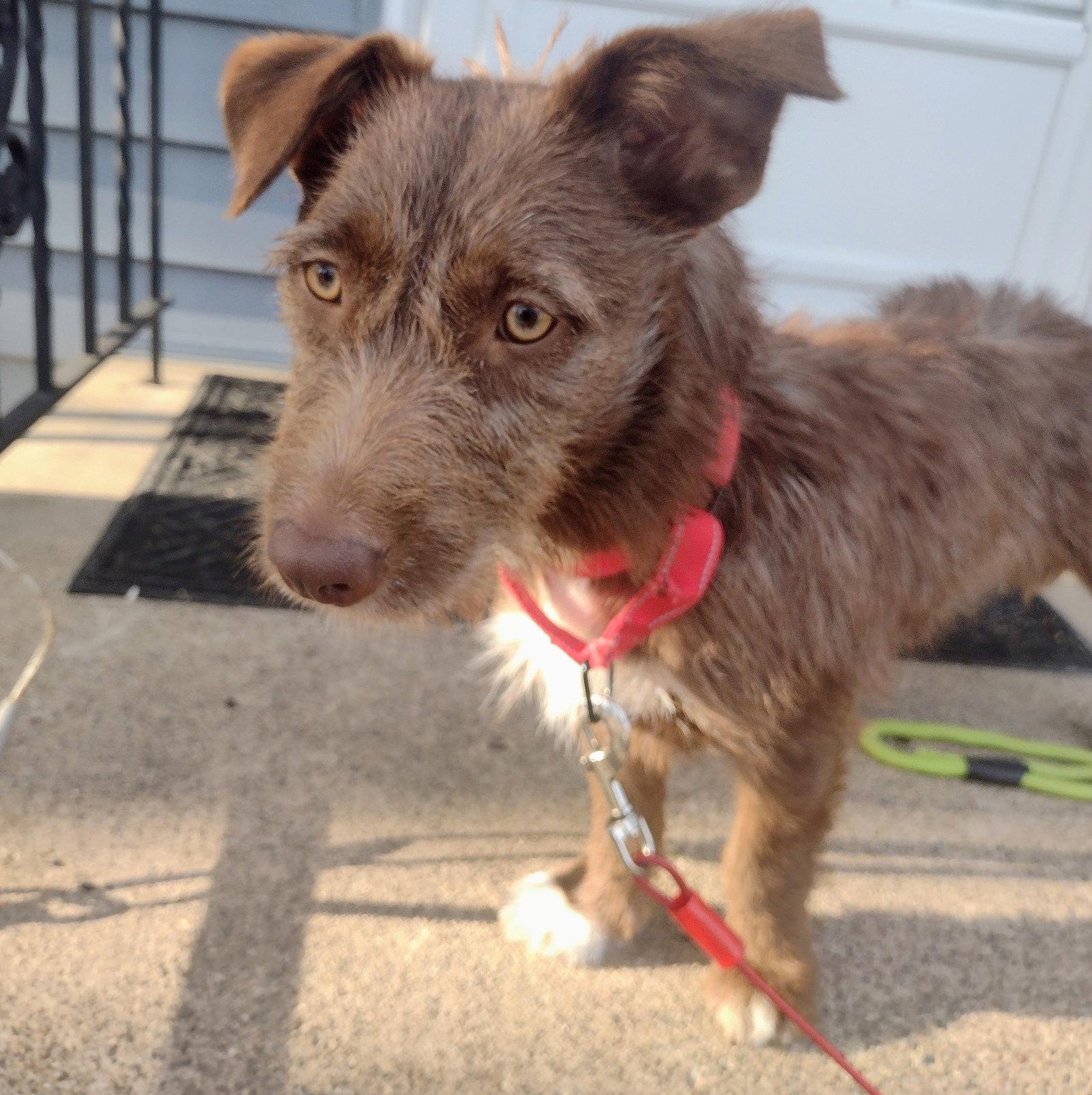 Brownie, a Adopted mixed breed in Brooklyn Center, MN image 3/3