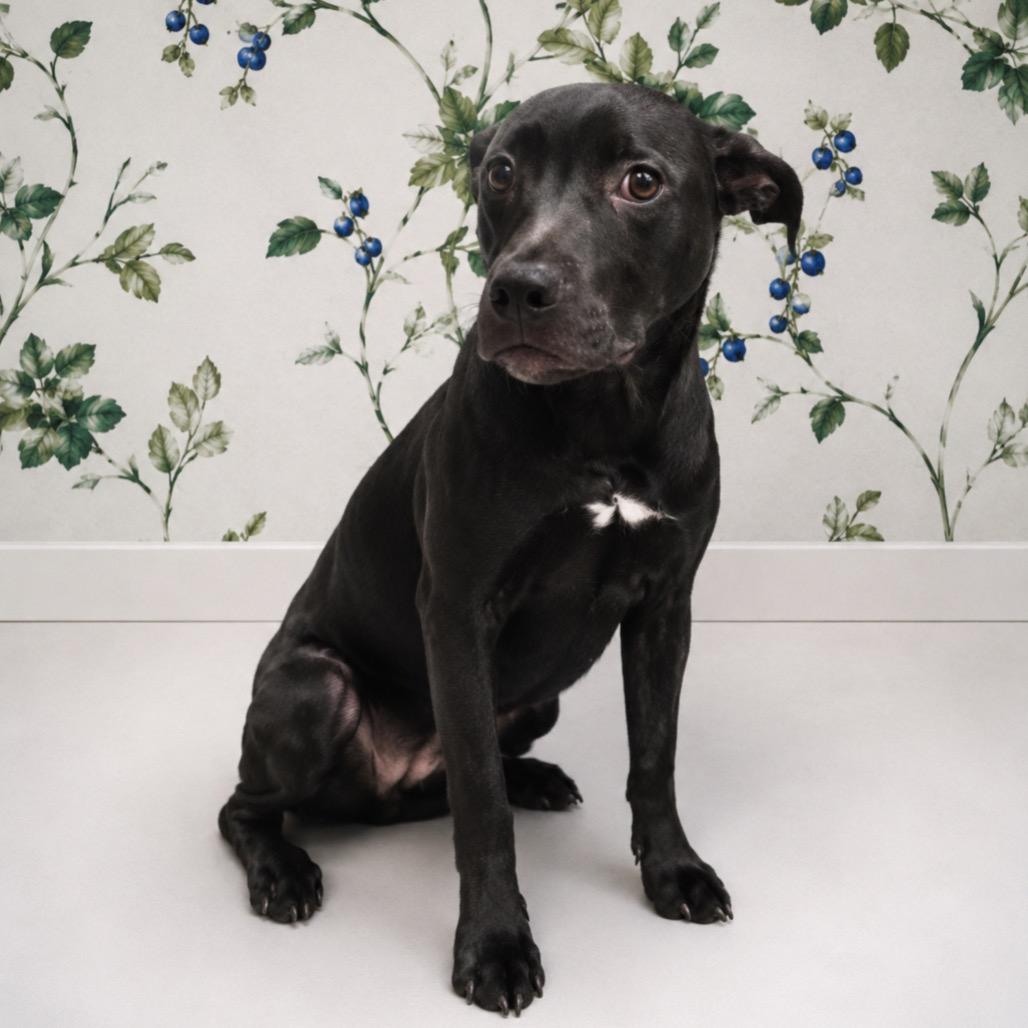 Dino Nuggies, Adoptable, Young Male Hound & Labrador Retriever.