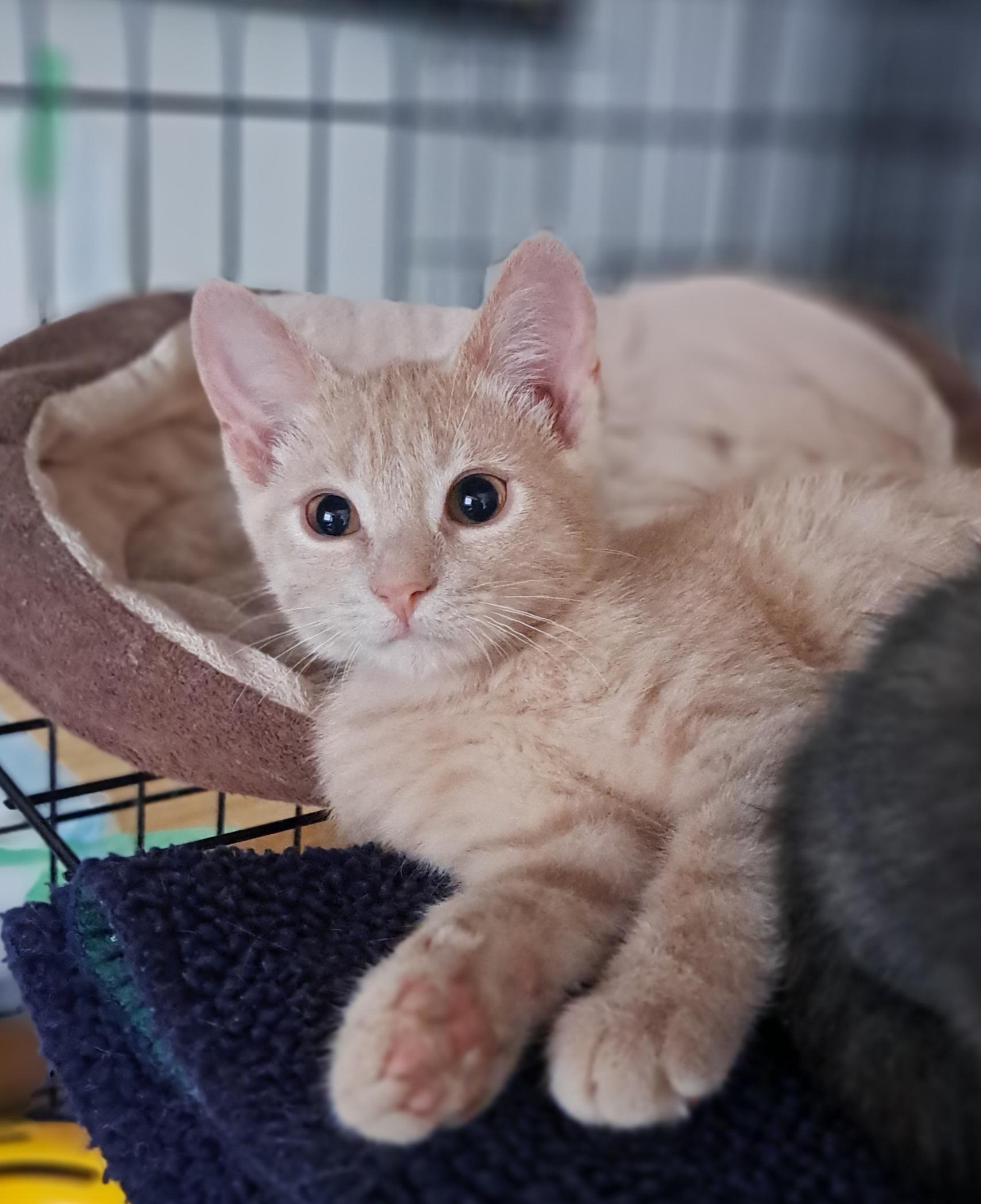 Enlarge Popeye, a Adoptable Domestic Short Hair in Pickering, ON image 1/1