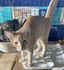 Bart, Adoptable, Kitten Male Domestic Short Hair.