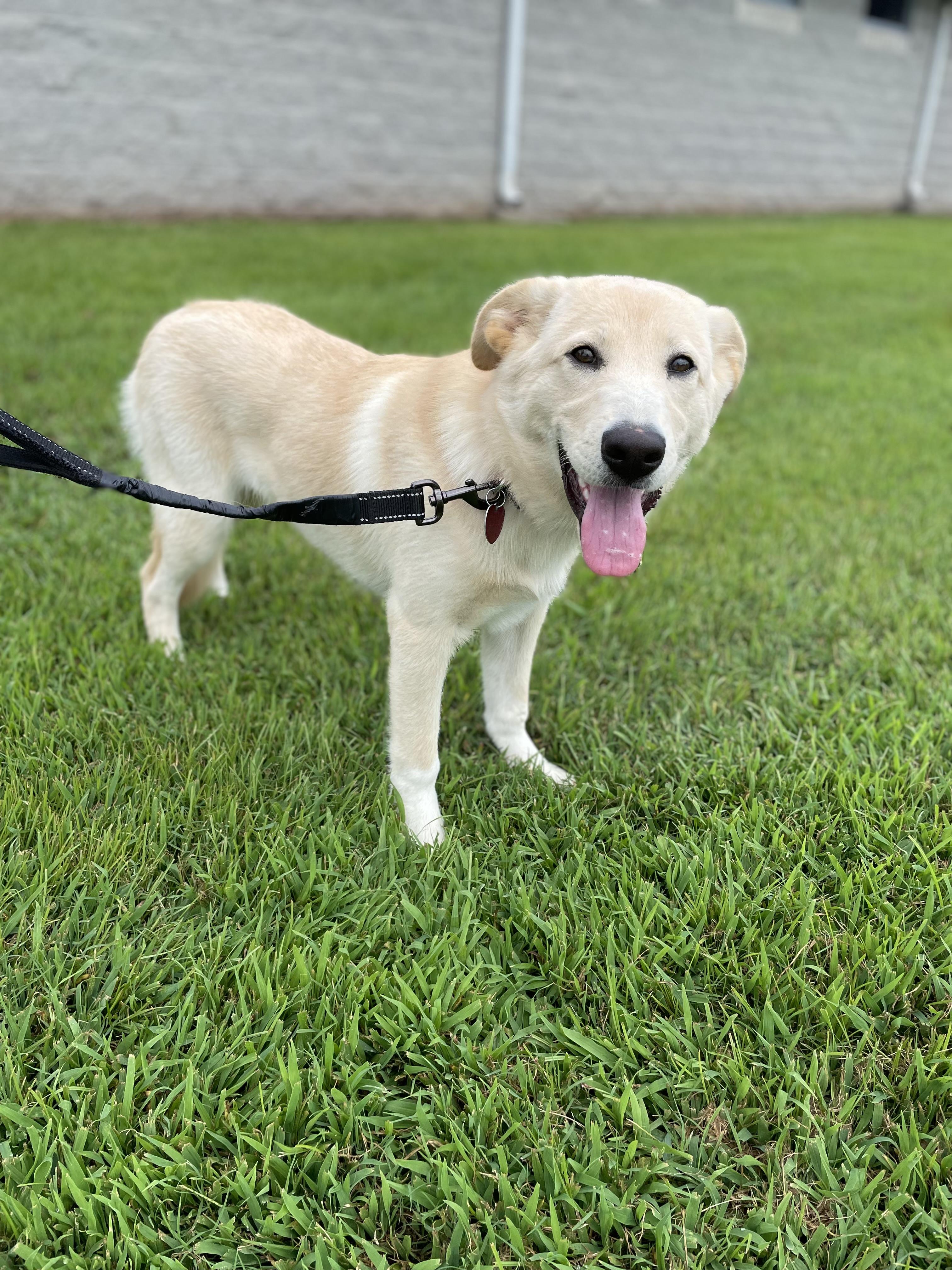 Enlarge Denali (she knows her name as Zola), a Adoptable mixed breed in Owensboro, KY image 4/6