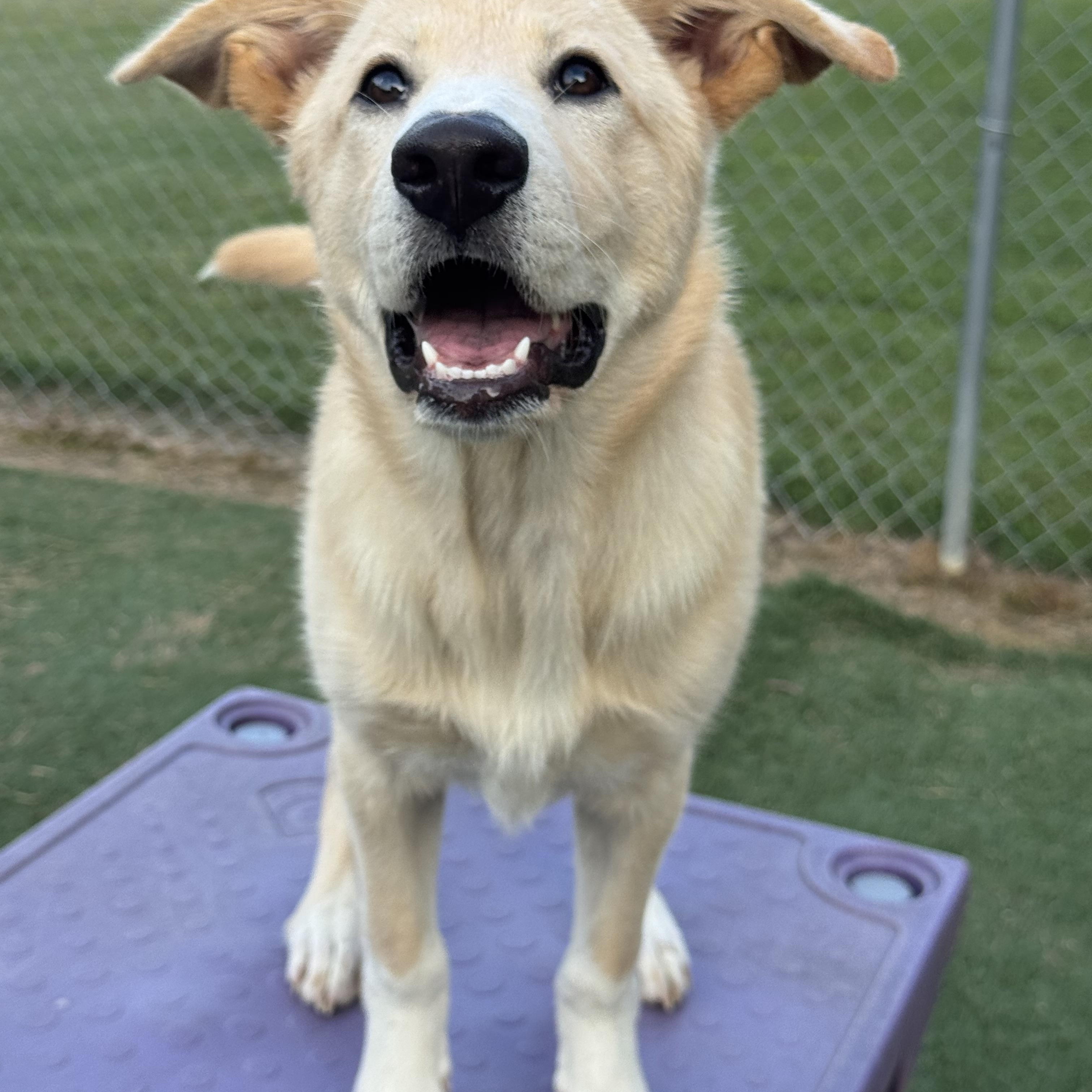 Enlarge Denali (she knows her name as Zola), a Adoptable mixed breed in Owensboro, KY image 2/6