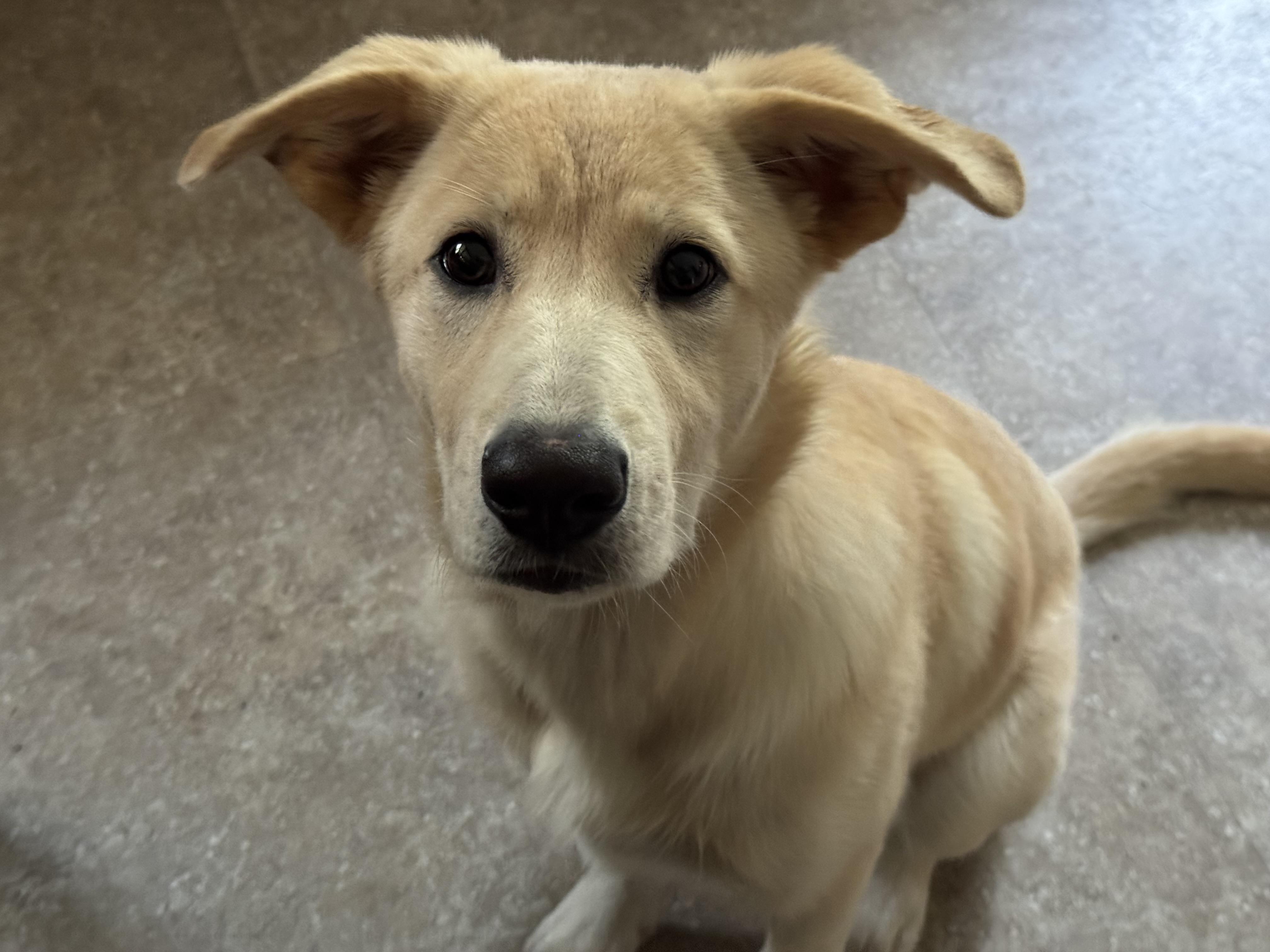 Enlarge Denali (she knows her name as Zola), a Adoptable mixed breed in Owensboro, KY image 6/6