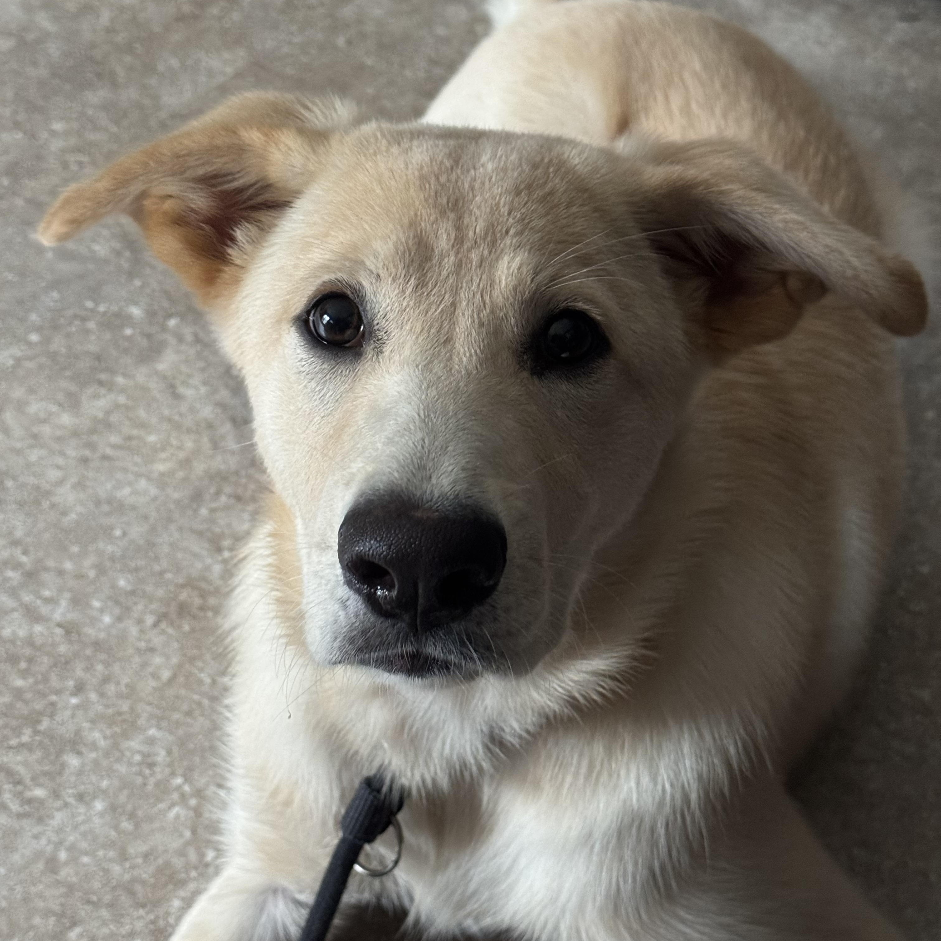 Enlarge Denali (she knows her name as Zola), a Adoptable mixed breed in Owensboro, KY image 5/6