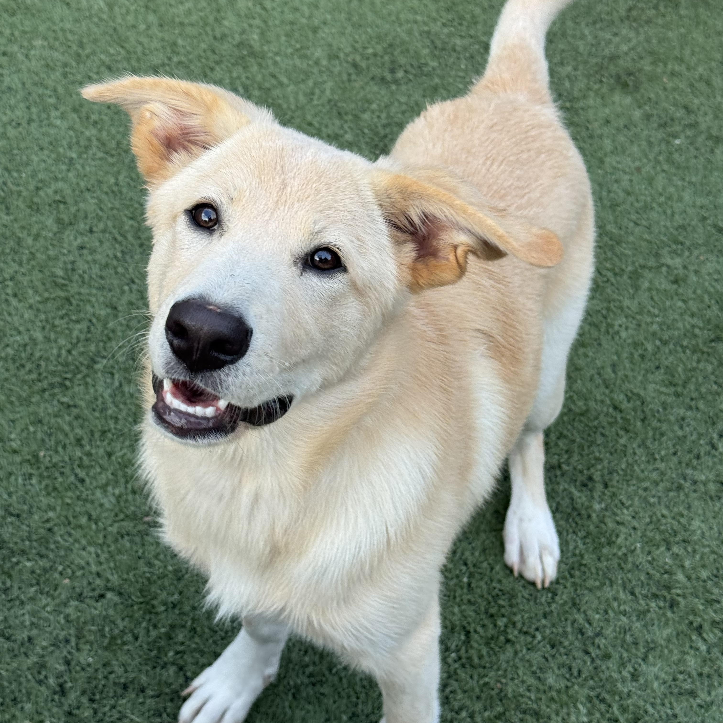 Enlarge Denali (she knows her name as Zola), a Adoptable mixed breed in Owensboro, KY image 3/6