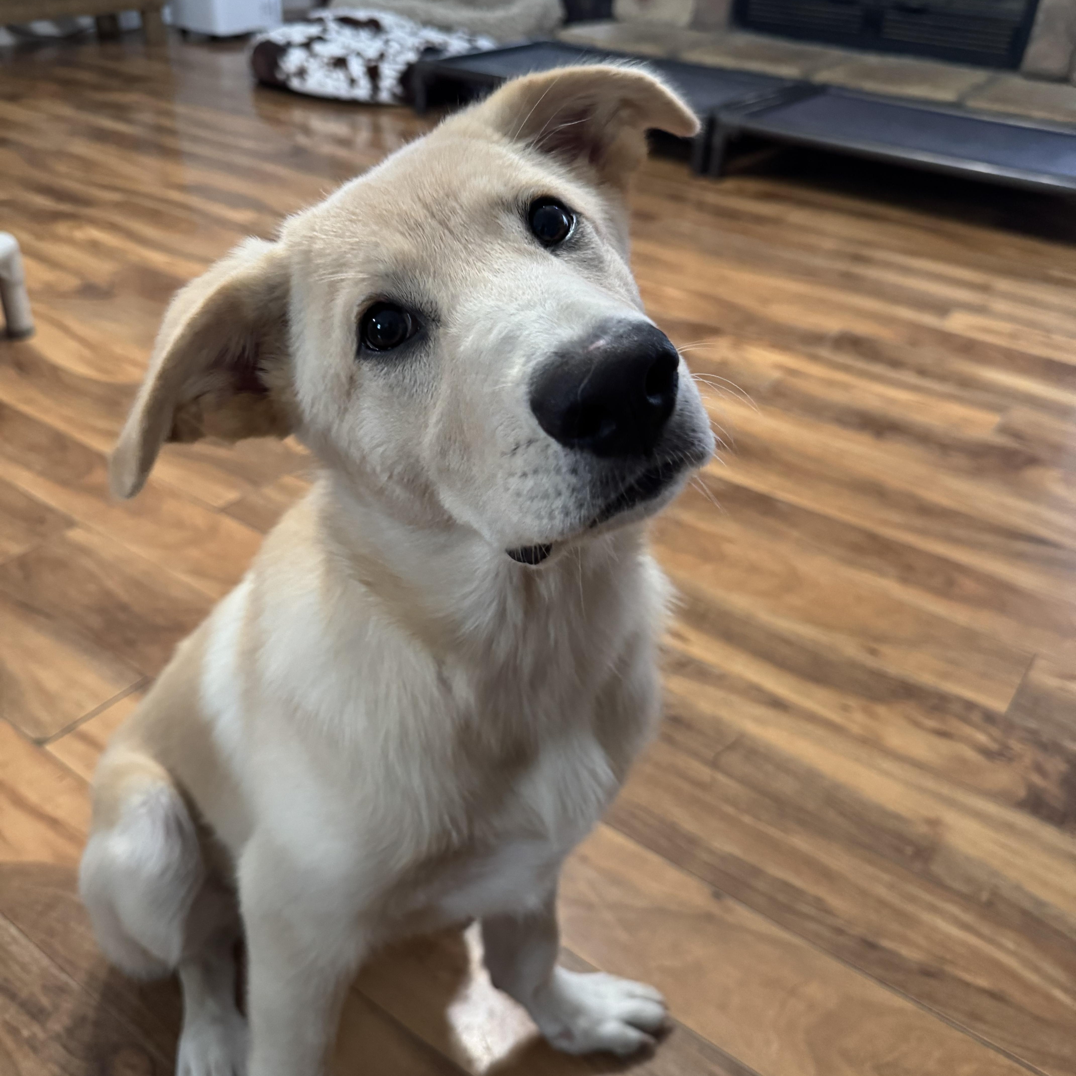 Denali (she knows her name as Zola), Adoptable, Puppy Female Labrador Retriever.